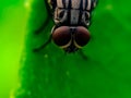 TheÃÂ houseflyÃÂ & x28;Musca domeia& x29; is a fly of the suborder Cyclorrhapha. in indian village garden image